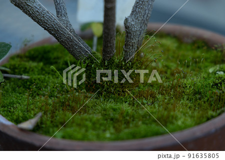 足元にも広がる自然 植木鉢に植えた果樹の足元にも自然と広がる緑 足元にも広がる自然 植木鉢に植えた果樹の足元にも自然と広がる緑 91635805