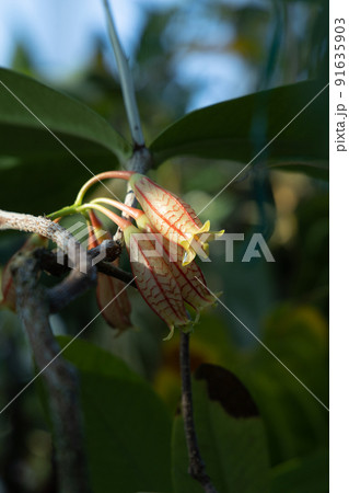 光を受けて輝く珍しい星の形のお花　複数の花をつけるアガペテス 91635903