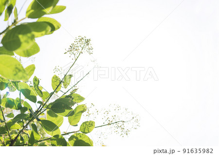 sun shines through green leaves with white sky background sun shines through green leaves with white sky background 91635982