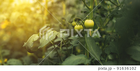 Tomato plants in greenhouse Green tomatoes plantation. Organic farming, young tomato plants growth in greenhouse. 91636102