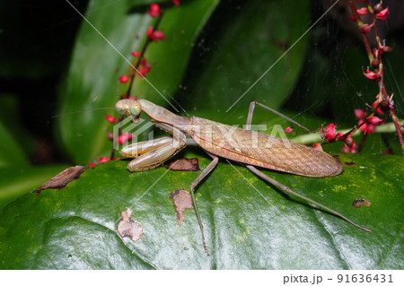 ハラビロカマキリ（褐色型）とミズヒキの実 91636431