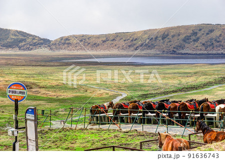阿蘇を代表する観光地の草千里ヶ浜は、乗馬も楽しめるスポットです。 91636743