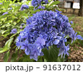 紫陽花 91637012