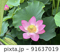 ハスの花 91637019
