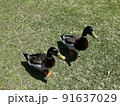 2羽のカモ 91637029