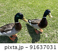 息ぴったり 91637031