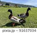 カモ 91637034