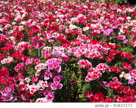 カラフルなゴデチアの花 91637272