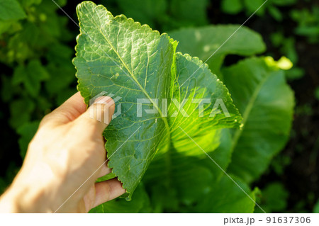 Horseradish plant leaf, a perennial vegetable plant growing a vegetable garden on a sunny summer day. Horseradish plant leaf, a perennial vegetable plant growing a vegetable garden on a sunny summer day. 91637306