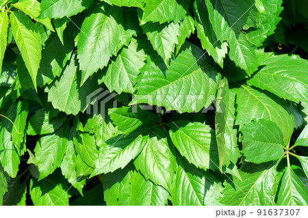 Plants live fence, Background and texture of green plants. Close-up Plants live fence, Background and texture of green plants. Close-up 91637307