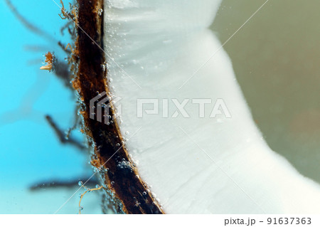 Macro coconut. Fruit in the water under the water, close-up macro. Selective focus 91637363