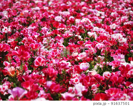 カラフルなゴデチアの花 91637501