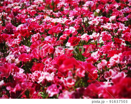 カラフルなゴデチアの花 91637503