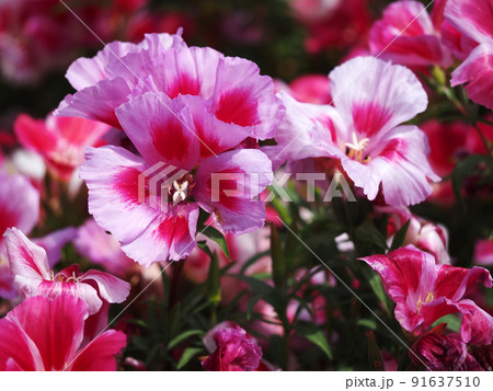 カラフルなゴデチアの花 カラフルなゴデチアの花 91637510