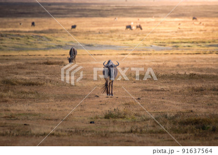Wildebeest in the grassland of the Ngorongoro Crater Conservation Area. Safari concept. Tanzania. Africa Wildebeest in the grassland of the Ngorongoro Crater Conservation Area. Safari concept. Tanzania. Africa 91637564