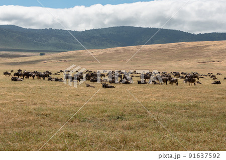 Herd of wildebeest (Connochaetes) at grassland conservation area of Ngorongoro crater. Wildlife safari concept. Tanzania. Africa 91637592
