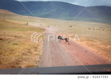 Isolated wildebeest (Connochaetes) crossing the path at grassland conservation area of Ngorongoro crater. Wildlife safari concept. Tanzania. Africa Isolated wildebeest (Connochaetes) crossing the path at grassland conservation area of Ngorongoro crater. Wildlife safari concept. Tanzania. Africa 91637593