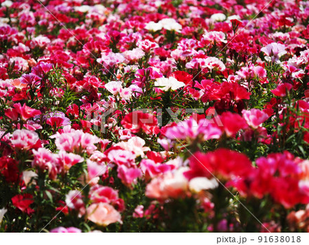 カラフルなゴデチアの花 91638018