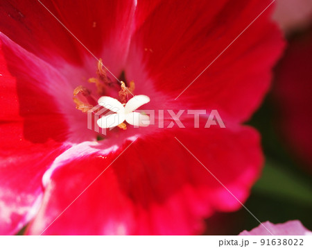 カラフルなゴデチアの花 91638022