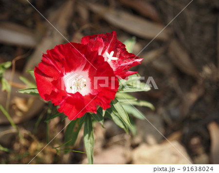 カラフルなゴデチアの花 91638024