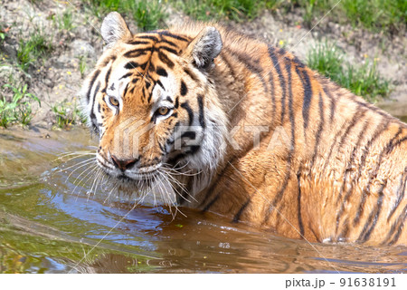 Amour tiger in the water, cooling down or playing 91638191