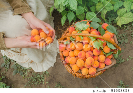 Fresh sweet apricots 91638333