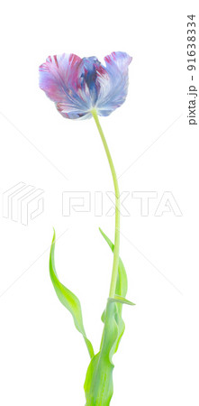 Original exotic blue tulip flower isolated 91638334