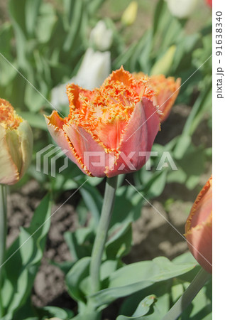 Sensual Touch tulip. Orange double petal tulip Sensual Touch tulip. Orange double petal tulip 91638340