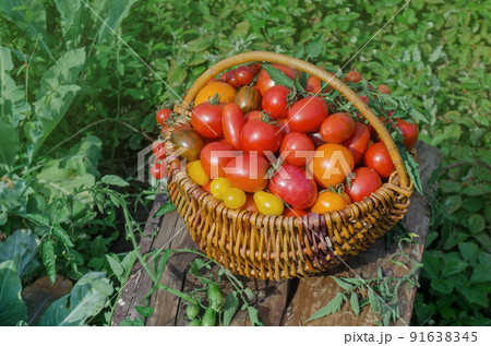 Harvesting fresh organic tomatoes in garden. Harvesting fresh organic tomatoes in garden. 91638345