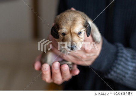 仔犬　カニンヘンダックスフンド 91638497