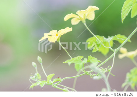 夏野菜のゴーヤーの黄色い花 91638526