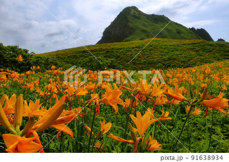 新潟県佐渡市願　佐渡島外海府海岸のトビシマカンゾウ群生越しの大野亀 91638934