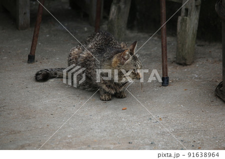 青島の猫 青島の猫 91638964