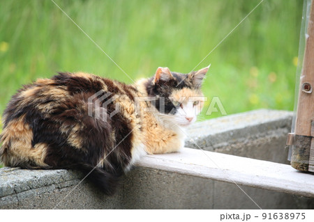 青島の猫 91638975