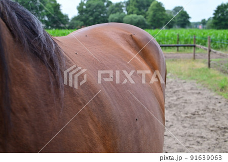 Several flies on a brown horse standig on a paddock Several flies on a brown horse standig on a paddock 91639063