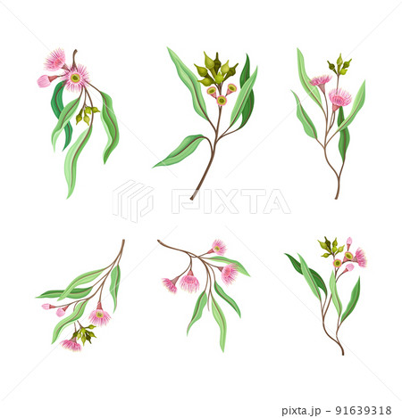 Set of Eucalyptus flowering tree branches vector illustration Set of Eucalyptus flowering tree branches vector illustration 91639318