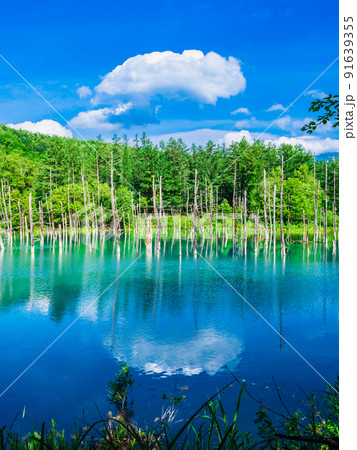 夏の北海道　青い池　縦構図 91639355