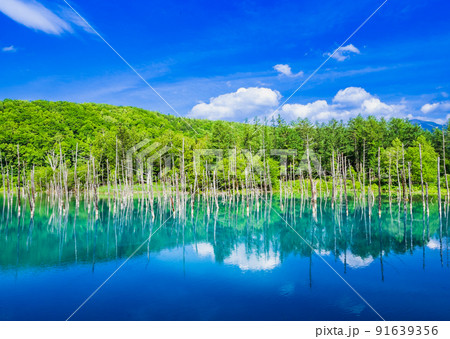 夏の北海道　青い池　美瑛 91639356