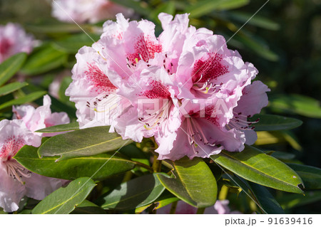 Rhododendron Hybrid Belami, Rhododendron hybrid 91639416