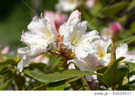 Rhododendron Hybrid Dufthecke, Rhododendron hybrid 91639417