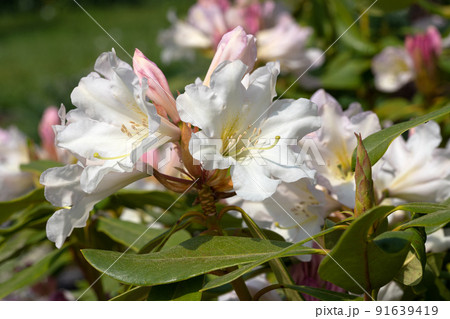 Rhododendron Hybrid Dufthecke, Rhododendron hybrid 91639419