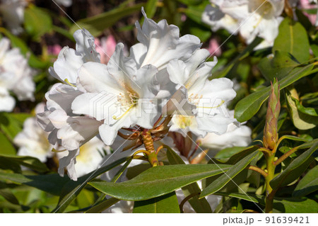 Rhododendron Hybrid Dufthecke, Rhododendron hybrid 91639421
