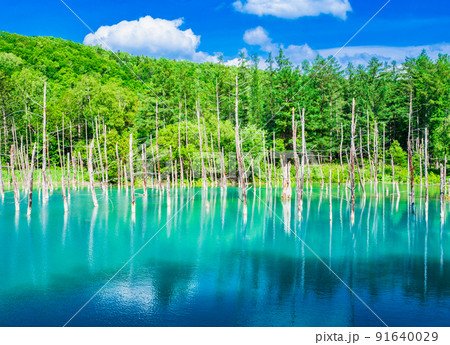 夏の北海道　青い池　美瑛 91640029