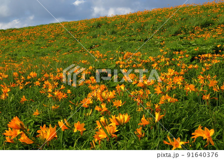 新潟県佐渡市願　佐渡島外海府海岸大野亀周辺に広がるトビシマカンゾウ群生 91640376