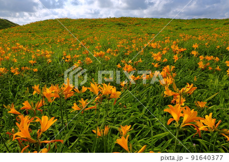 新潟県佐渡市願　佐渡島外海府海岸大野亀周辺に広がるトビシマカンゾウ群生 91640377