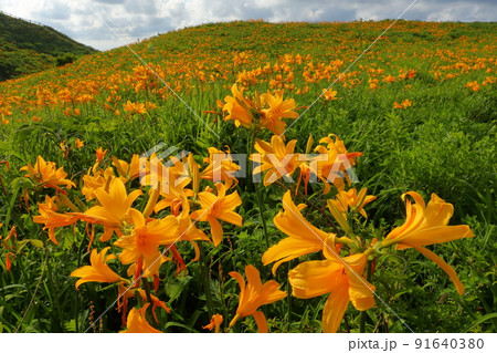 新潟県佐渡市願　佐渡島外海府海岸大野亀周辺に広がるトビシマカンゾウ群生 91640380