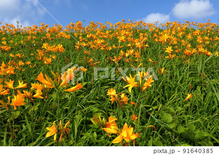 新潟県佐渡市願　佐渡島外海府海岸大野亀周辺に広がるトビシマカンゾウ群生 91640385