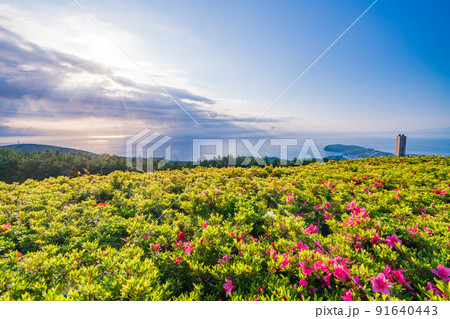 （神奈川県）湯河原　さつきの郷　日の出 91640443