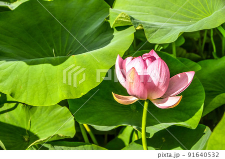 大賀蓮 大賀蓮 91640532