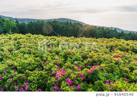 （神奈川県）湯河原　さつきの郷　日の出 91640540